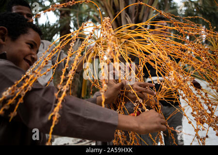 Siwa, Égypte. 17 Oct, 2019. Les travailleurs agricoles de choisir la date dans un massif durant la saison des récoltes pour l'Egypte l'oasis de Siwa. Credit : Gehad Hamdy/dpa/Alamy Live News Banque D'Images