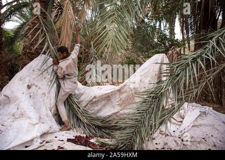 Siwa, Égypte. 17 Oct, 2019. Un des ouvriers agricoles glisse vers le bas à partir d'un palmier pendant la saison de récolte des dates pour l'Egypte l'oasis de Siwa. Credit : Gehad Hamdy/dpa/Alamy Live News Banque D'Images