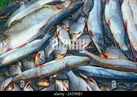 Pris crucians et de piques sur l'herbe verte. Pêche réussie. Beaucoup de carpes le carassin et de piques. Rivière fraîchement pêché les poissons. Les poissons capturés après la chance Banque D'Images