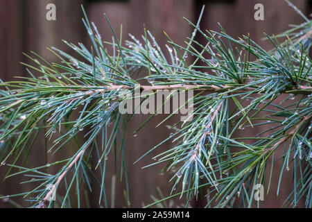 Les brindilles d'un cèdre bleu deodar (Cedrus deodara), également connu sous le nom de cèdre de l'Himalaya dans un jardin. Banque D'Images