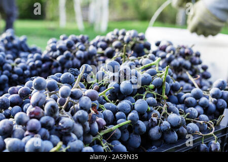 Paniers de grappes de raisins mûrs noir à l'extérieur. Vendanges d'automne dans la région de vineyard sur herbe prêt à la livraison à la vinification. Cabernet Sauvignon Banque D'Images