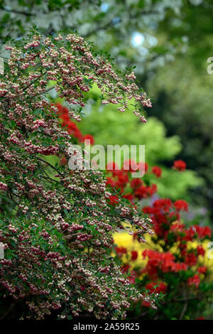 Enkianthus campanula rubra, fleur, fleurs, floraison, cloches, bell-like, printemps, arbuste, petit arbre, Fleurs RM Banque D'Images