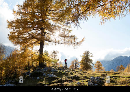 Femme debout sur un rocher sur un plateau de la montagne, avec des pins tout autour en automne. Alpes Juliennes , Slovénie Banque D'Images