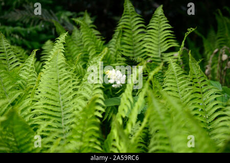 Maianthemum racemosum,seul,en grappe entre,Matteuccia struthiopteris,volant,fougère,American spikenard aralia,false,blanc,fleurs rac Banque D'Images