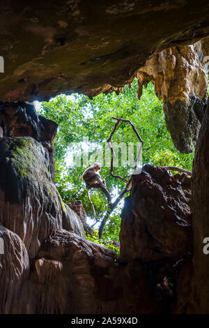 Singe dans une grotte, temple Wat Suwan Kuha, Thaïlande Banque D'Images