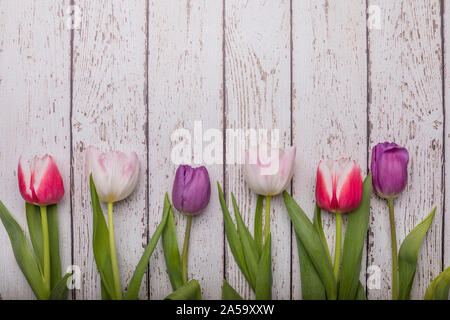 Tulipes étendu sur la terre vue laïcs vu de dessus. La rose, blanc et violet fleurs sont sur une table rustique en bois blanc. Il y a trop d'espace wifi Banque D'Images