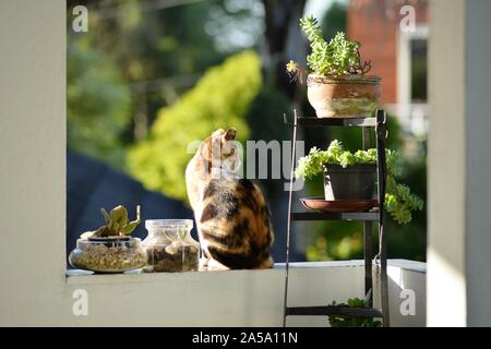 Photo d'un joli chat marron et noir avec mise au point peu profonde debout à côté des plantes vertes Banque D'Images