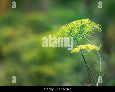 Belle et savoureuse d'aneth en parapluie vert fond vert Banque D'Images