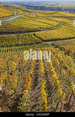 La Route des Vins (Route des Vins) vents entre les vignobles d'Alsace Banque D'Images