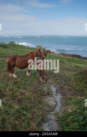 Chevaux sur la côte en Bretagne Banque D'Images