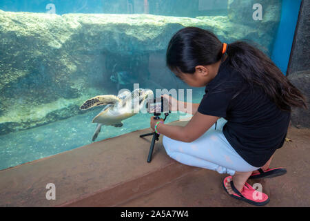 Kiara Fleetham (MR) obtient un tir d'une tortue verte, Chelonia mydas, espèce en voie de disparition, à l'Maui Ocean Center, New York. Banque D'Images