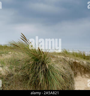 Vue rapprochée des dunes de sable et les herbes avec l'océan derrière Banque D'Images