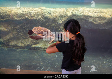 Kiara Fleetham (MR) obtient un tir d'une tortue verte, Chelonia mydas, espèce en voie de disparition, à l'Maui Ocean Center, New York. Banque D'Images