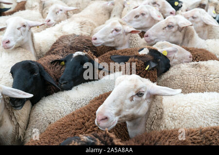 Savognin, GR / Suisse, - 12 octobre 2019 : un troupeau de moutons entassés dans un corral avant d'être tondus pour leur laine Banque D'Images