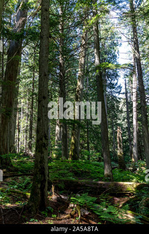 Dans la forêt Banque D'Images