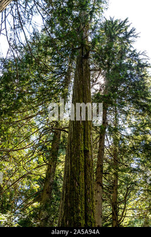 Dans la forêt Banque D'Images