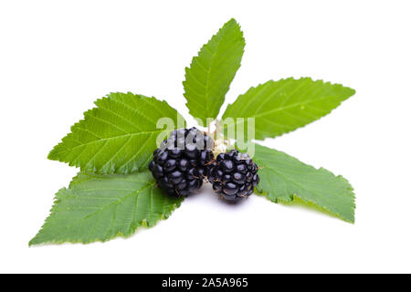 Blackberry (Rubus fruticosus) sur un fond blanc Banque D'Images