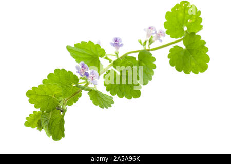 Le lierre terrestre (Glechoma hederacea) couché sur fond blanc Banque D'Images