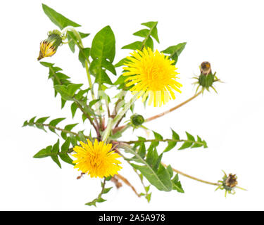 Plantes médicinales : Pissenlit (Taraxacum officinale) sur fond blanc Banque D'Images