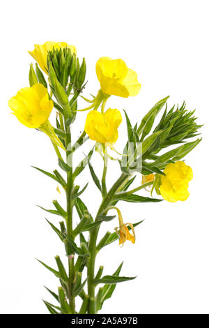 Plantes médicinales : l'onagre (Oenothera biennis) sur fond blanc Banque D'Images