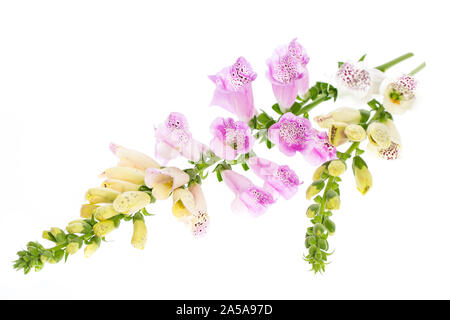 Plantes médicinales : La digitale pourpre (Digitalis purpurea) - couché sur fond blanc Banque D'Images