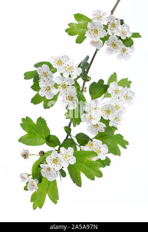 Plantes médicinales : l'aubépine (Crataegus monogyna) branche avec des fleurs sur fond blanc Banque D'Images