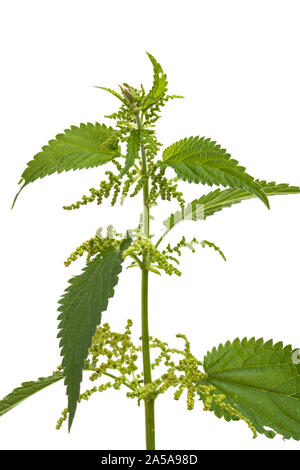 Plantes médicinales : l'ortie (Urtica dioica) plant isolé sur fond blanc Banque D'Images