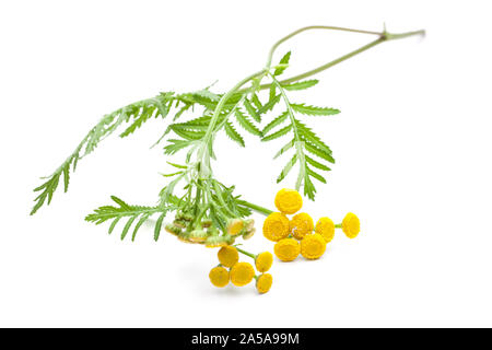 Tanaisie (Tanacetum vulgare) couché sur fond blanc Banque D'Images