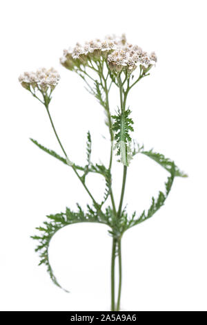 Achillée millefeuille (Achillea millefolium), debout devant un fond blanc Banque D'Images