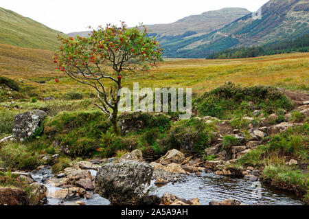 Vue d'un Lone Mountain Ash, Sorbus aucuparia, par la rivière cassant dans Glen cassante, île de Skye, Écosse, Royaume-Uni, Europe. Banque D'Images