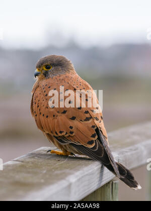 Le Faucon crécerelle (Falco tinnunculus) Banque D'Images