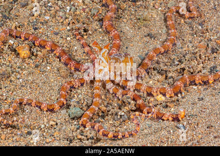 Thaumoctopus mimicus Mimic octopus, Philippines. Certains croient que ce poulpe imite volontairement l'apparence d'autres animaux comme une forme de ca Banque D'Images