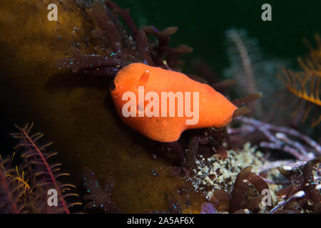 Sea slug (Orange dorid Rostanga elandsia) - l'orange vif à rouge corps sur le récif. Banque D'Images