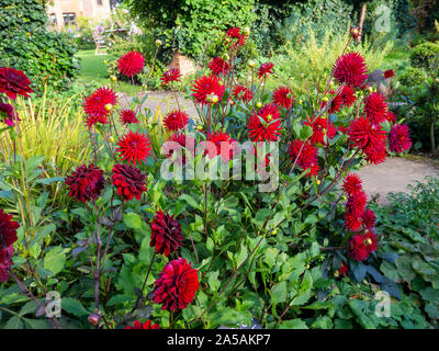 Dahlia rouge, Weston au Pirate Chenies Manor sunken garden en septembre. Banque D'Images