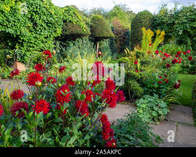 Dahlia rouge, Weston au Pirate Chenies Manor sunken garden en septembre. Banque D'Images