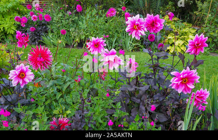 Variétés de Dahlia rose choquant, Acapulco et de fascination, à Chenies Manor sunken garden.fleurs éclatantes le long de la voie de l'herbe dans le jardin en contrebas. Banque D'Images