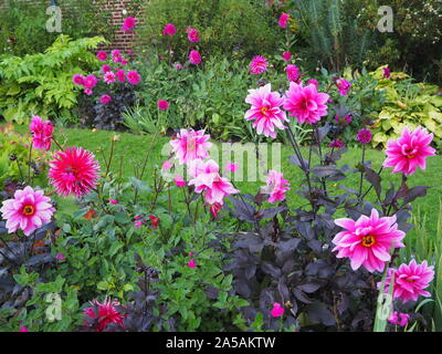 Variétés de Dahlia rose choquant, Acapulco et de fascination, à Chenies Manor sunken garden.fleurs éclatantes le long de la voie de l'herbe dans le jardin en contrebas. Banque D'Images