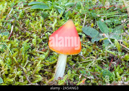 Hygrocybe conica (bouchon de cire conique) est largement répandue dans les prairies et les forêts de conifères dans les hémisphères nord et sud. Banque D'Images