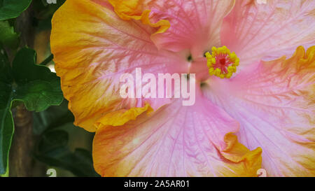 Gros plan d'un hibiscus tropical jaune et rose Banque D'Images
