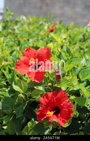 Bush de fleurs de l'hibiscus rouge avec le pollen jaune en eux. Autour de l'image fleurs tropicales exotiques vous pouvez voir l'abondance de feuilles vertes. Chypre. Banque D'Images