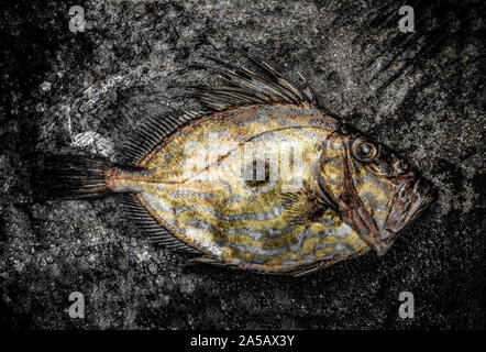 Un John Dory, Zeus faber, pris dans la Manche. Le John Dory est également connu sous le nom de St Peter's fish, et le repère rond sur l'un de ses côtés est dit Banque D'Images