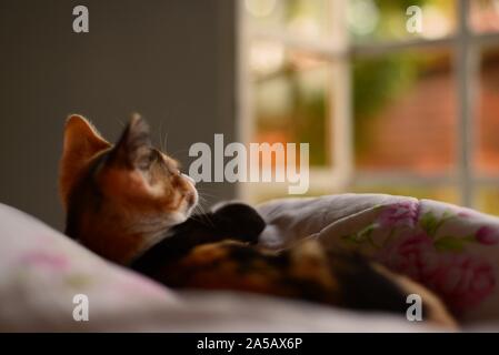 Petit foyer d'un chat mignon en regardant le lit comme ça s'est réveillé Banque D'Images