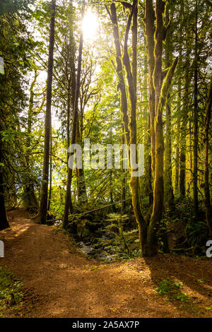 Dans la forêt Banque D'Images