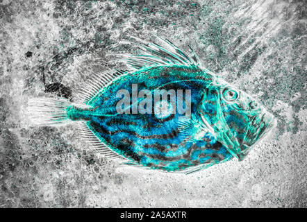 Un John Dory, Zeus faber, pris dans la Manche. Le John Dory est également connu sous le nom de St Peter's fish, et le repère rond sur l'un de ses côtés est dit Banque D'Images