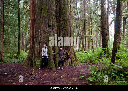 Deux femmes randonneurs sous un cèdre rouge de l'arbre dans une forêt ancienne dans la forêt du Grand Ours, près de Bella Coola, en Colombie-Britannique, Canada. Banque D'Images