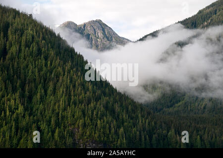 Brouillard brumeux dans une forêt montagneuse épaisse et ancienne sur l'île King, dans la forêt tropicale du Grand Ours, sur la côte centrale de la Colombie-Britannique, au Canada. Banque D'Images