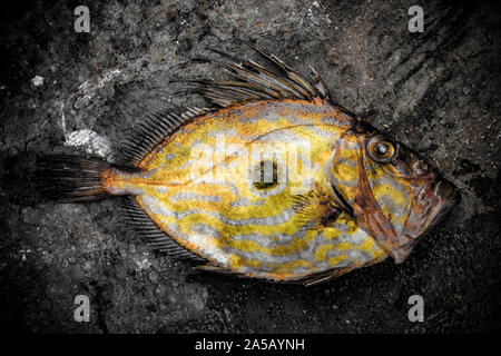 Un John Dory, Zeus faber, pris dans la Manche. Le John Dory est également connu sous le nom de St Peter's fish, et le repère rond sur l'un de ses côtés est dit Banque D'Images