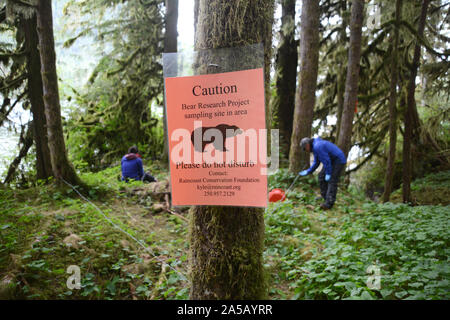 Les chercheurs sur le terrain la collecte d'échantillons de cheveux pour une étude de l'ADN scientifique à propos de l'ours grizzli dans la forêt du Grand Ours, en Colombie-Britannique, au Canada. Banque D'Images