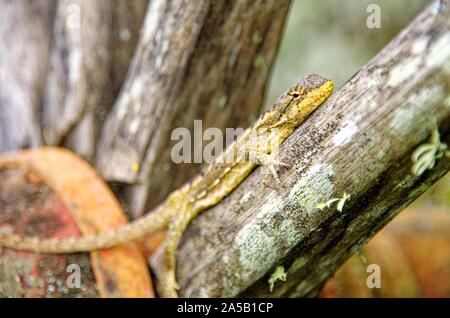 Photo d'une agama debout sur un arbre avec mise au point peu profonde au milieu de la forêt Banque D'Images