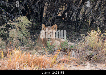 Femme Lion - Lionne se reposer, allongé sur le sol à l'ombre d'un buisson dans Moremi, Okavango Delta, Botswana Banque D'Images